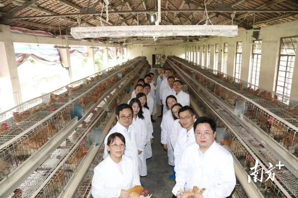 互聯(lián)網家禽養(yǎng)殖新聞(互聯(lián)網家禽養(yǎng)殖新聞報道)