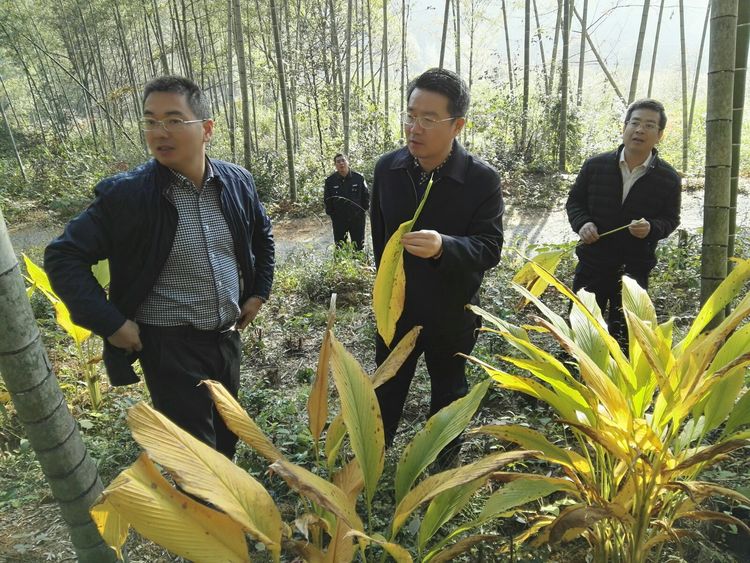 互聯(lián)網(wǎng)林下經(jīng)濟(jì)新聞(互聯(lián)網(wǎng)經(jīng)濟(jì))