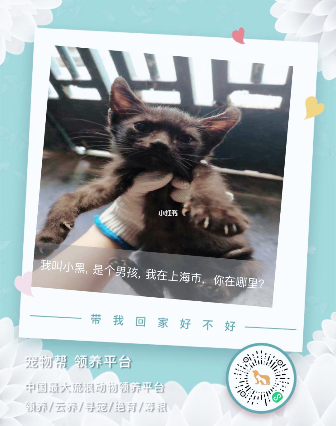 寵物領養小程序開發方案(領養寵物app的項目策劃書)