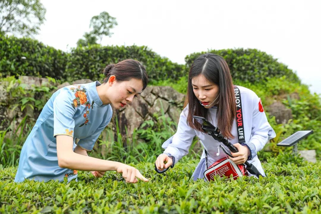 茶葉互聯(lián)網(wǎng)最新消息(互聯(lián)網(wǎng)茶葉品牌排行榜)