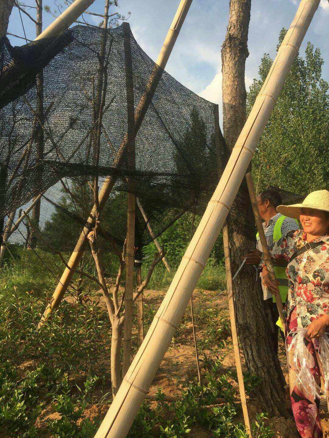 保定網站建設苗木(保定最大的苗木市場在哪里)